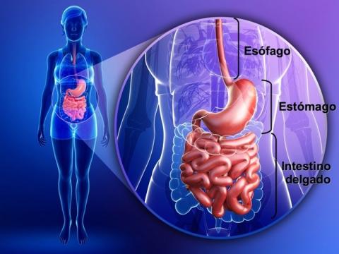 Estómago y dolor de espalda. ¿Qué relación tienen?